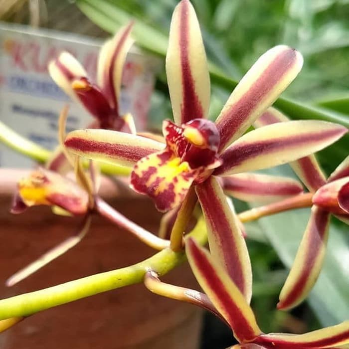 Anggrek Cymbidium Bicolor Dewasa