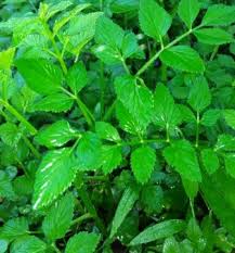 

Bibit Tespong Sladren Seladren segar 500gr