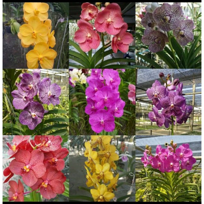 Seedling anggrek vanda hybrid