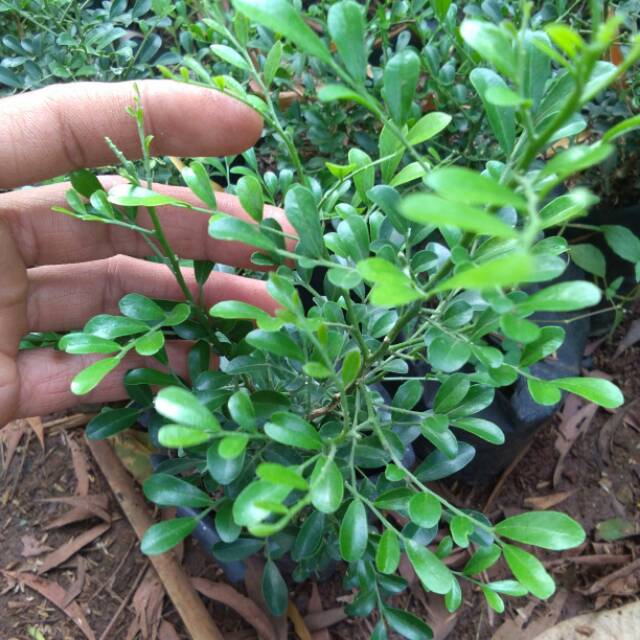 Tanaman bunga kemuning mikro mini tanaman micro