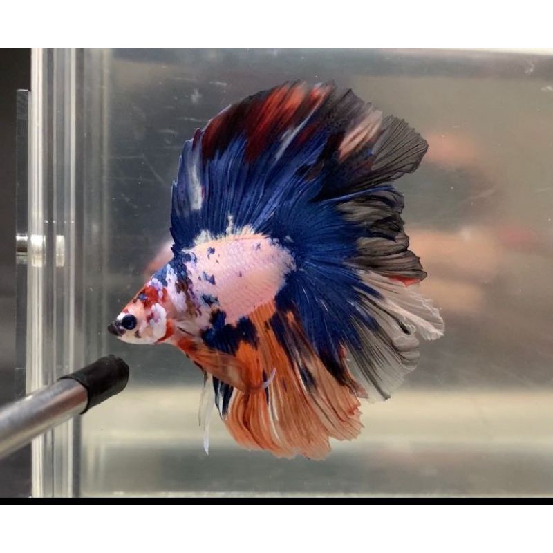 HMDT ROSETAIL CANDY MULTY