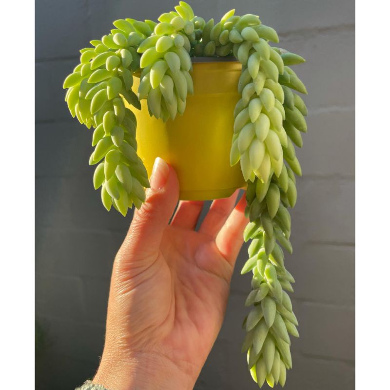 Tanaman Hias Gantung Air Mata Ibu / Bunga Air Mata Bunda