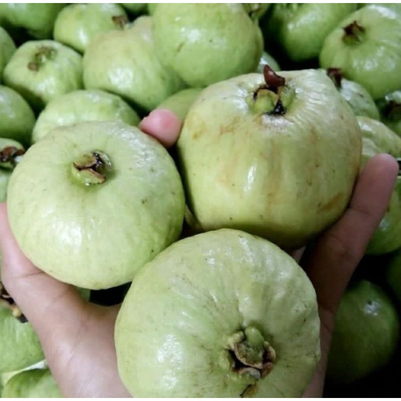 

BUAH JAMBU KRISTAL SEGAR 1 KG