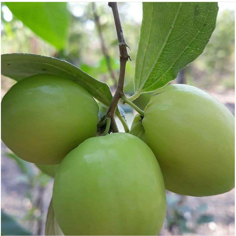 Bibit Tanaman Buah Apel Putsa-Bibit Hasil Okulasi-Bibit Apel Putsa