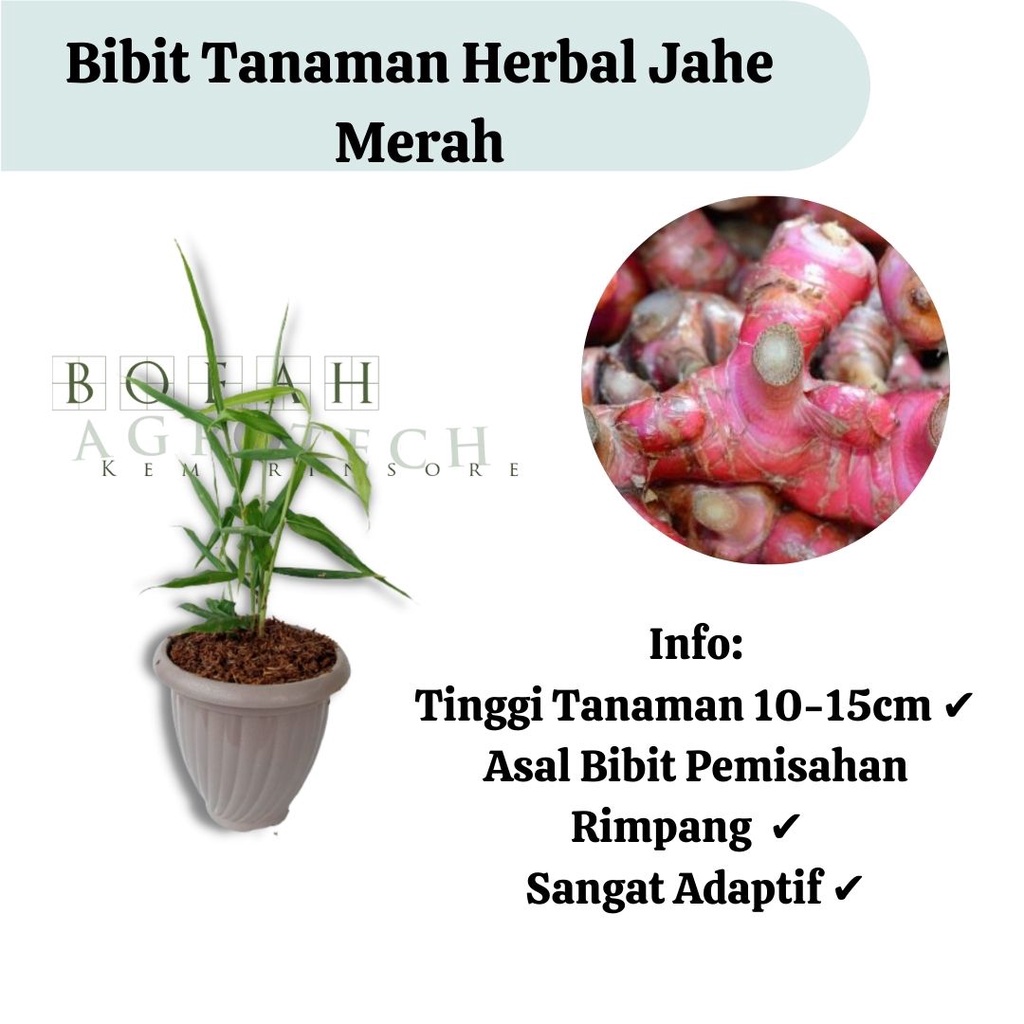 Bibit Jahe Merah Super Premium