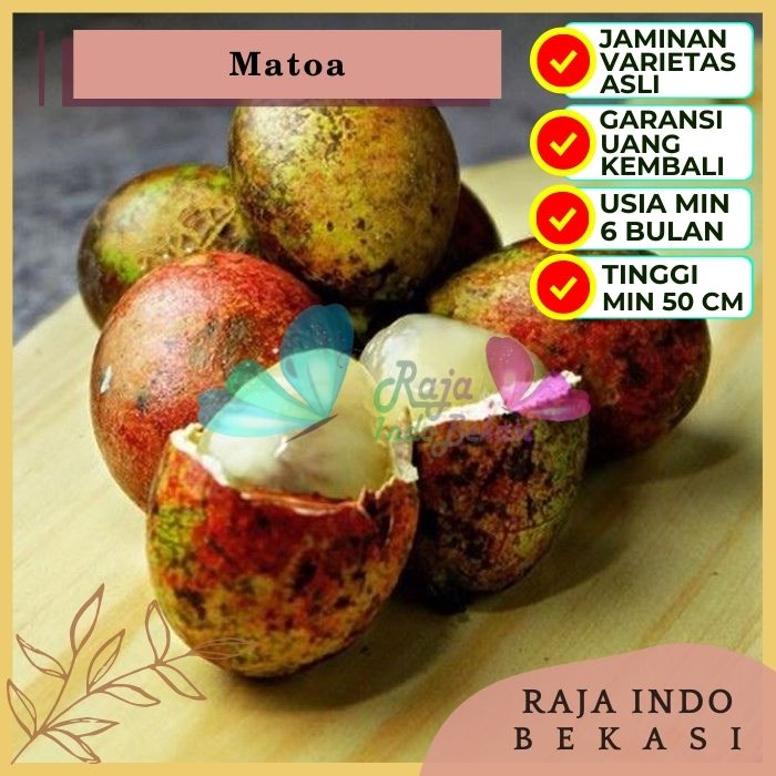 Bibit Tanaman Buah MATOA Premium