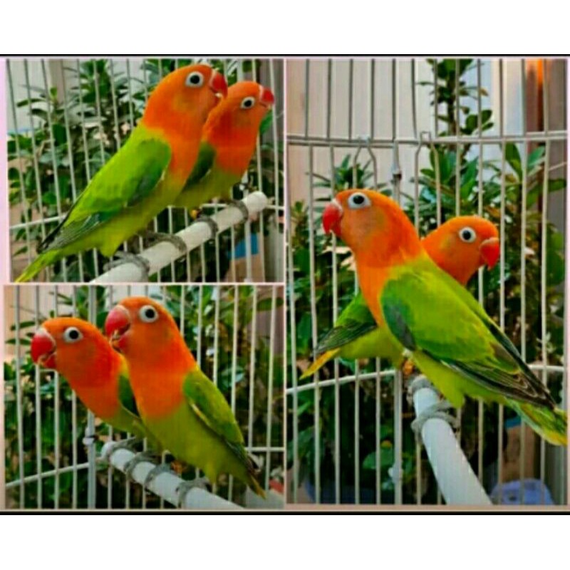 burung lovebird love bird lb BIOLA green Harga untuk sepasang jantan dan betina