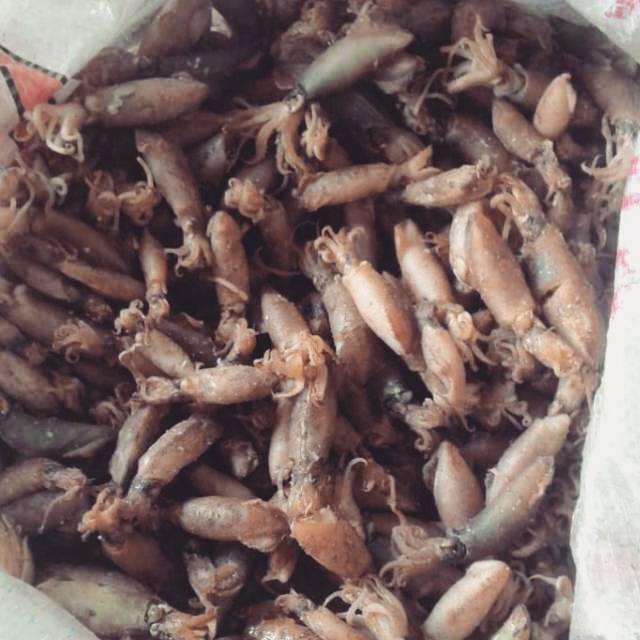 

Cumi Tawar Remaja/Sedang 250 gram