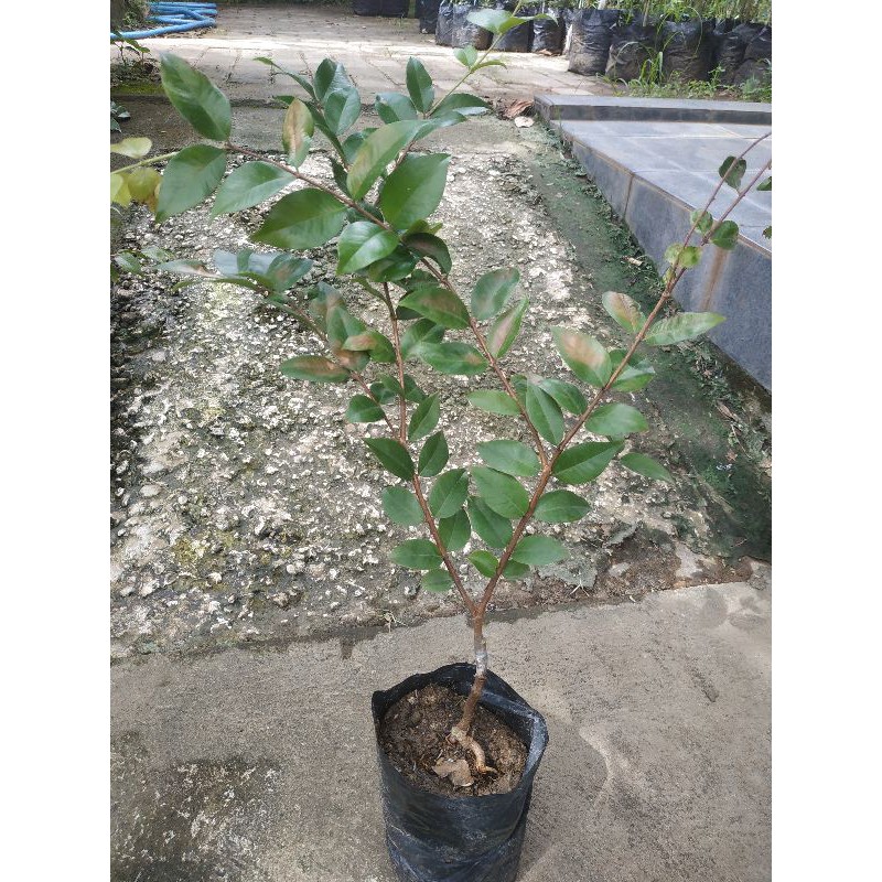 Bibit anggur Brazil preco Okulasi cepat berbuah