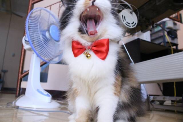 Red bowtie / dasi kupu-kupu / dasi lucu / dasi kucing / baju kucing