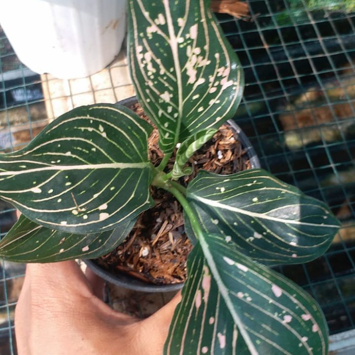 

PROMO!!! AGLONEMA SITI NURBAYA TERLARIS