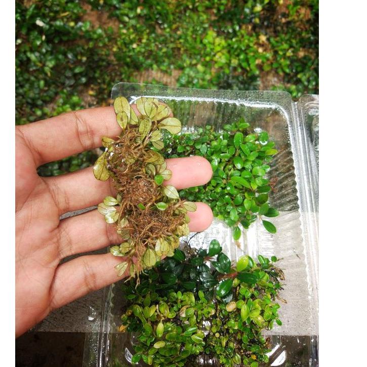 [PRODUK MJ9] [Promo] Buce Bucephalandra super mini & micro clump porsi mika VF8
