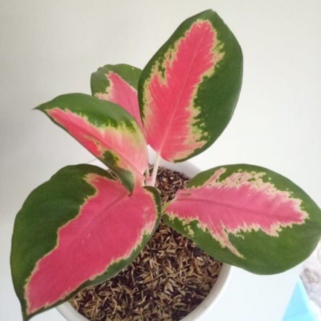 Tanaman hias Pot - Aglaonema Red cochyn - Aglonema red kocin