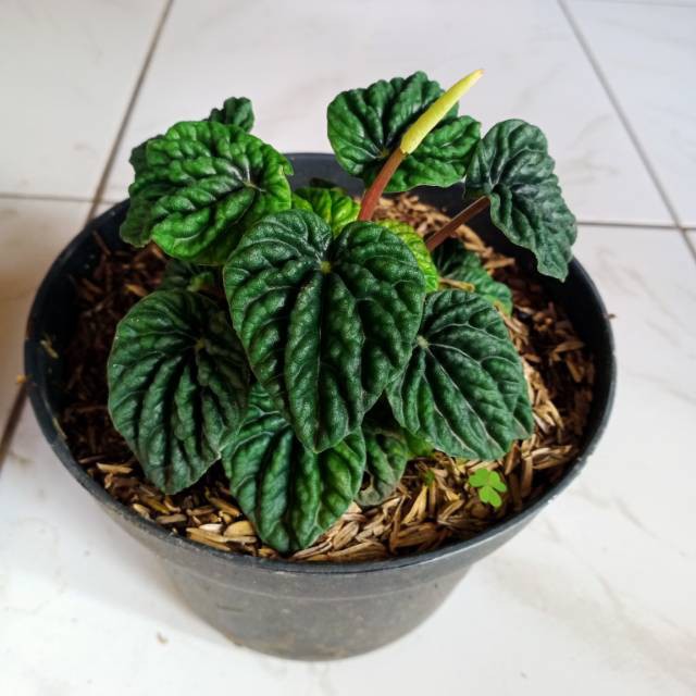 Tanaman Hias Bunga Peperomia Usia Remaja - Bunga Hias Paperomia - indoor