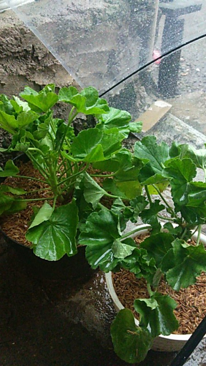 Tanaman Hias Bunga Geranium Import.