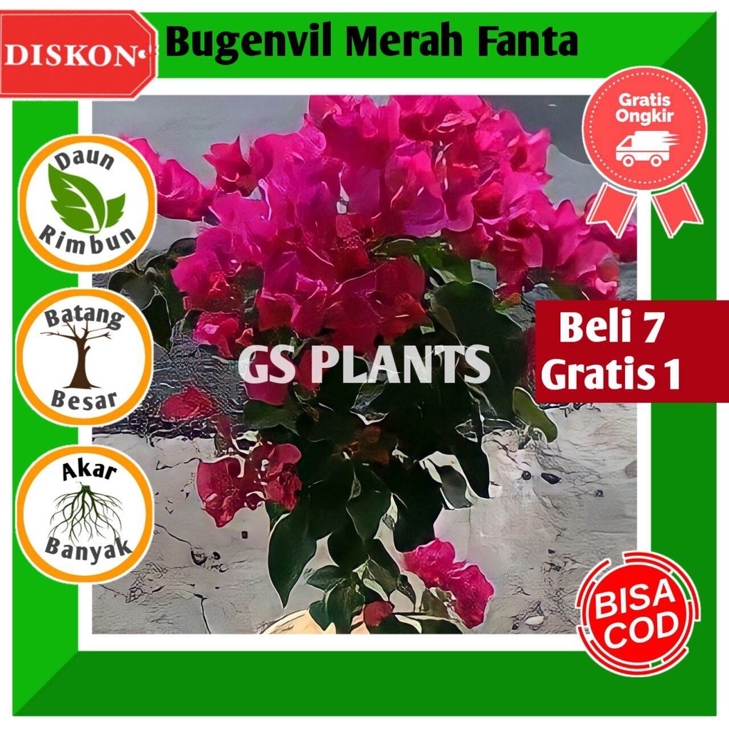 Jual Bibit Tanaman Hias Bugenvil Bunga Kertas Merah Fanta Bougenville Tanaman Hias Hidup