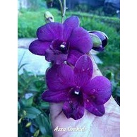 Anggrek dendro inaraya blue/red