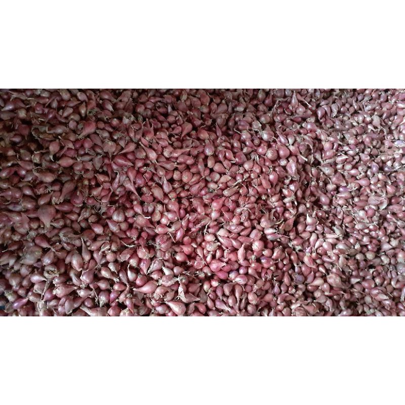 

Bawang merah brebes