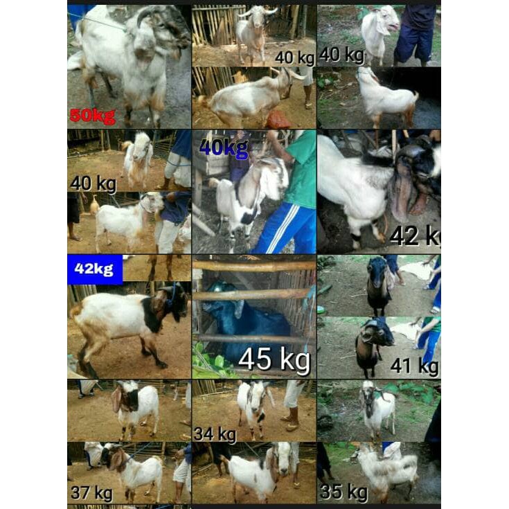 

PROMO!! KAMBING DOMBA KURBAN 2017 PRE ORDER