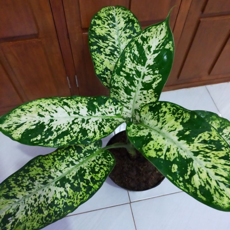 TANAMAN HIAS DIEFFENBACHIA PASIFIC RIM