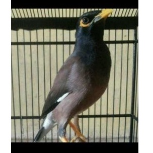 burung jalak nias gacoran (jantan)