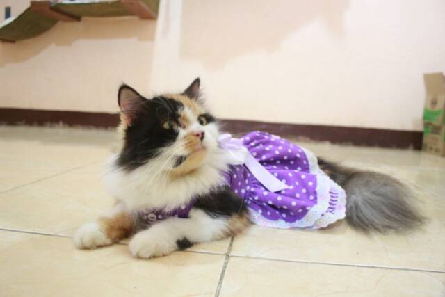 Dress ungu janda meow untuk kucing dan anjing size S M L XL / baju kucing murah kucing dan anjing