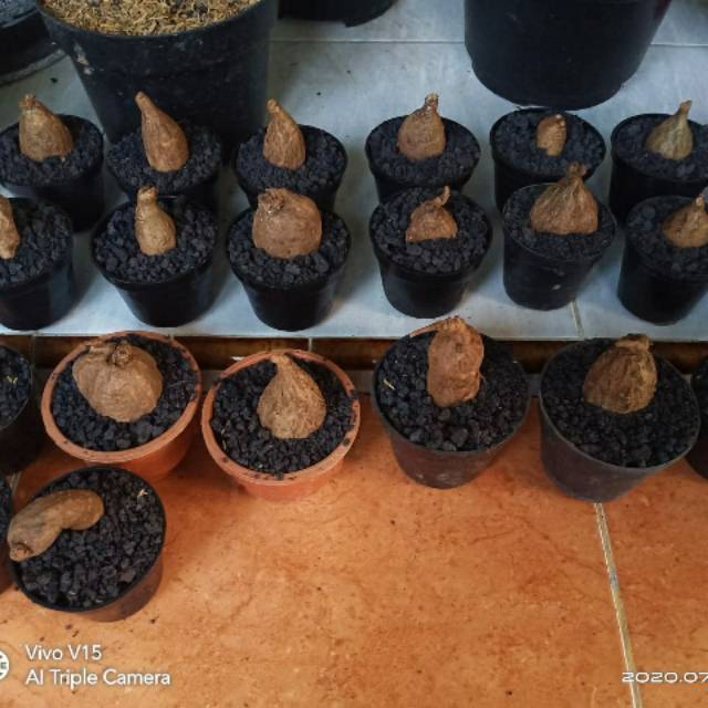 bibit tanaman stephania