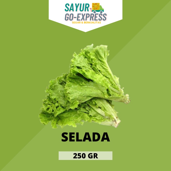 

selada hijau segar fresh lettuce