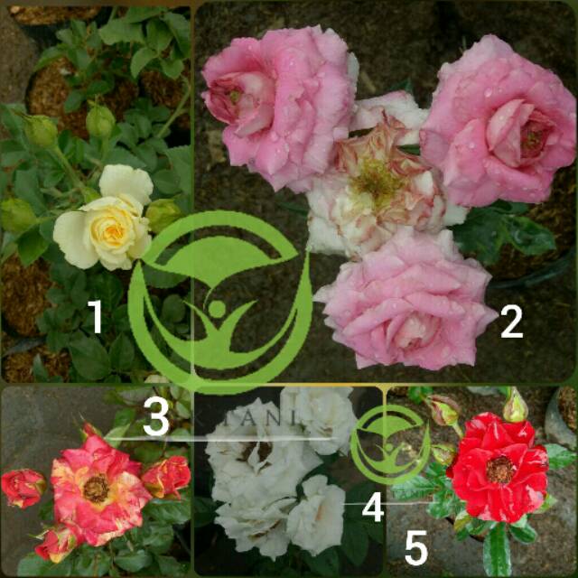 Paket mawar floribunda / floribunda pink / mawar floribunda pink / merah / kuning