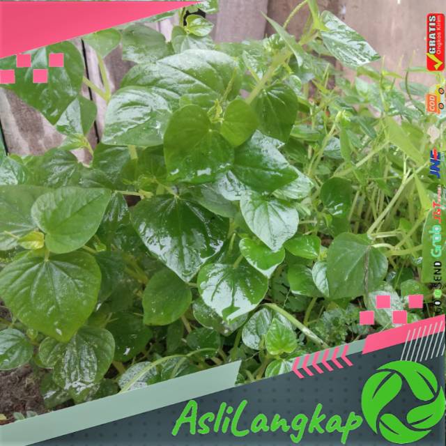 

Daun sirih cina atau ketumpang air segar 100gram