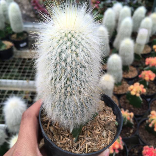 Tanaman Hias Bajing Putih oldman