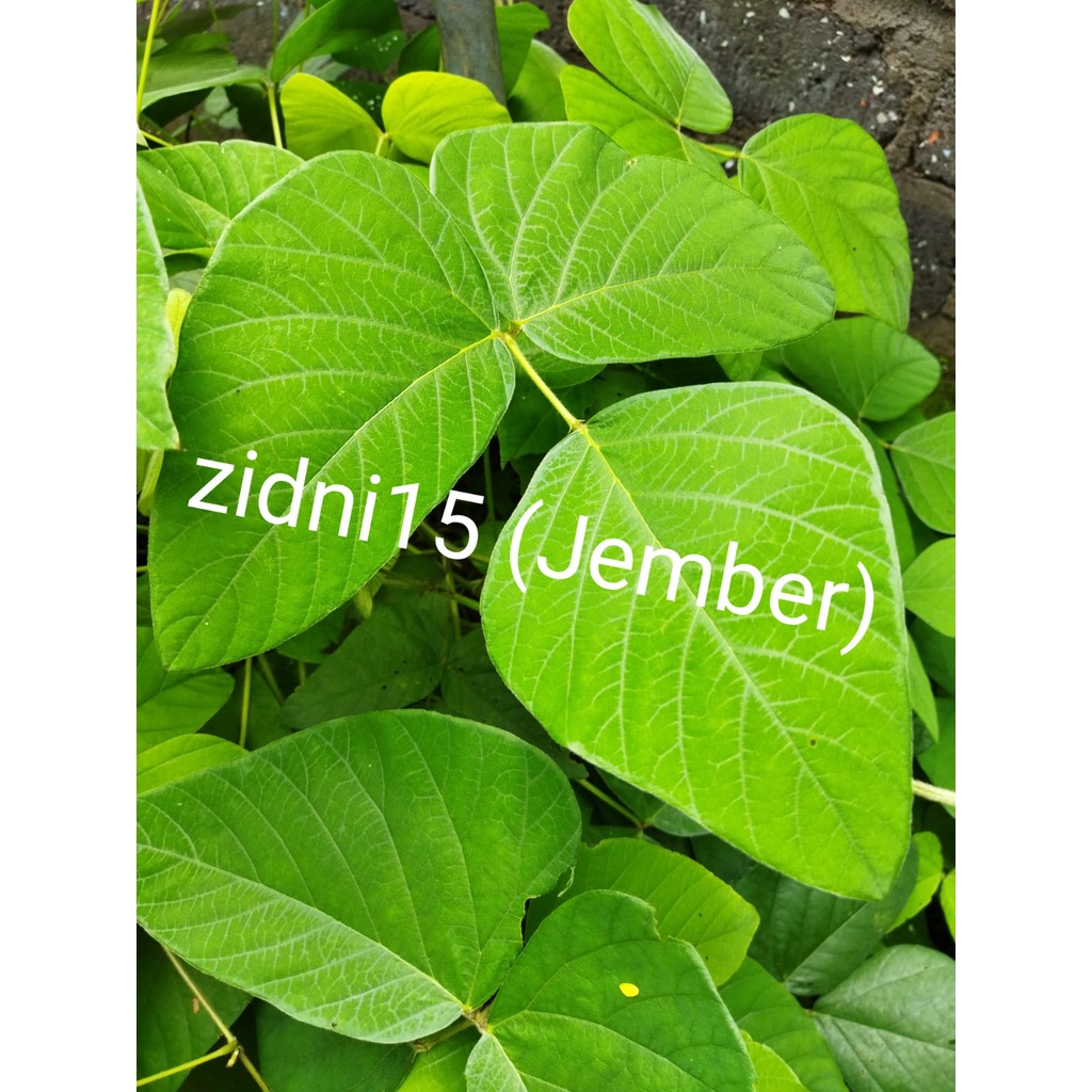 500gram Benih Biji kacangan MB (Mucuna Bracteata) Lokal  / Cover Crops / LCC /  Tanaman pengendali gulma-6