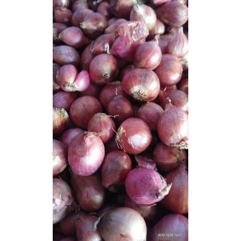 

bawang merah brebes
