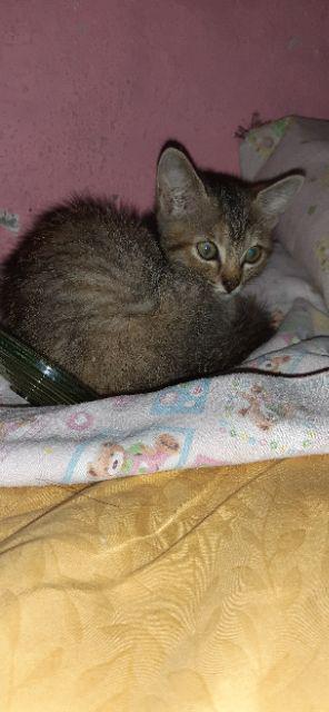 Kemeja Batik Pria Lengan Panjang Big Size Jumbo M.l.xl.xxl.3l.4l.5l.6l.7l.8l.9l.10l