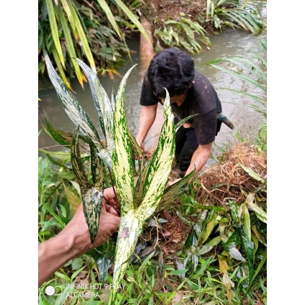 BICARIANUM SP PAPUA ANAKAN