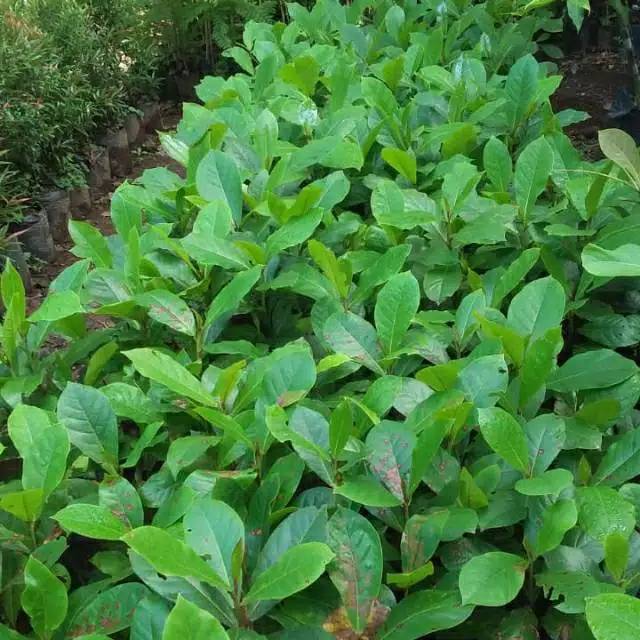 Bibit Pohon Ketapang Laut