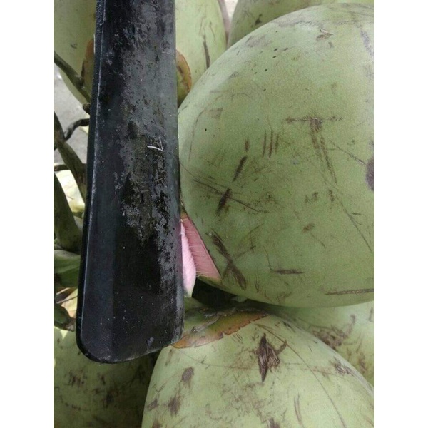 

BUAH Kelapa Muda || Kelapa Ijo || Kelapa Wulung