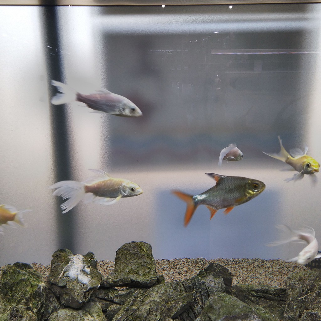 Sticker Skotlet Background Aquarium Meteran Shopee Indonesia