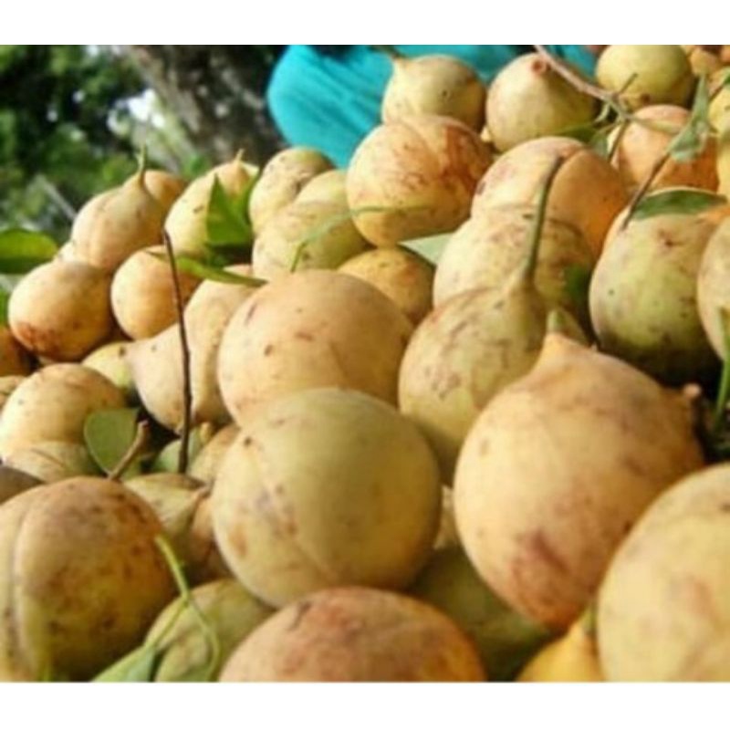 

BUAH PALA SEGAR BULAT UTUH 1KG PETIK LANGSUNG