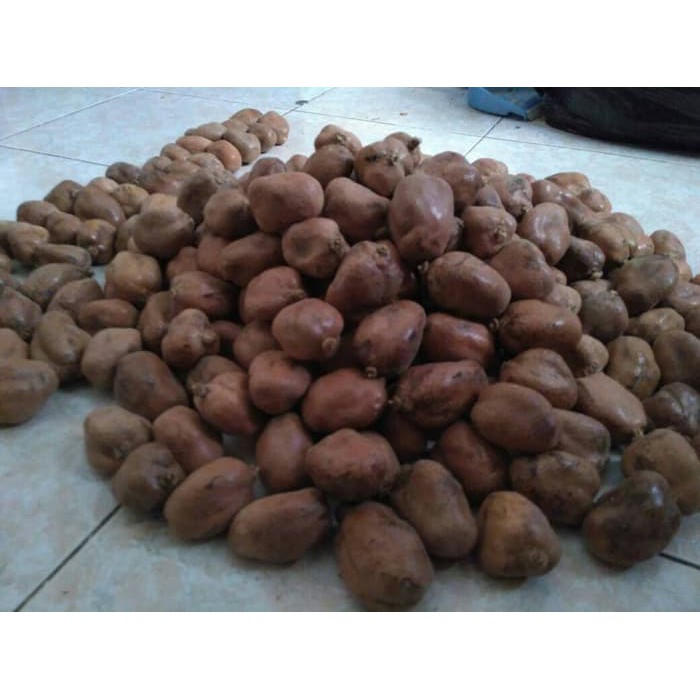 

Buah Zuriat 1kg Zuryat Promil harga termurah Import Mesir has14