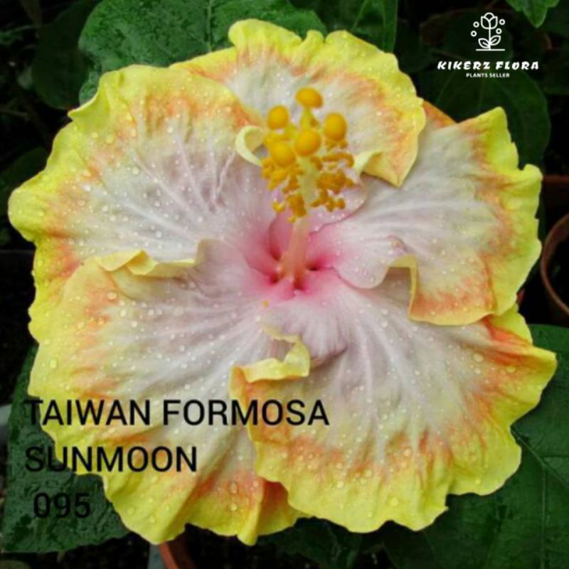 TANAMAN HIAS HIBISCUS BUNGA SEPATU// TAIWAN FORMOSA SUNMOON