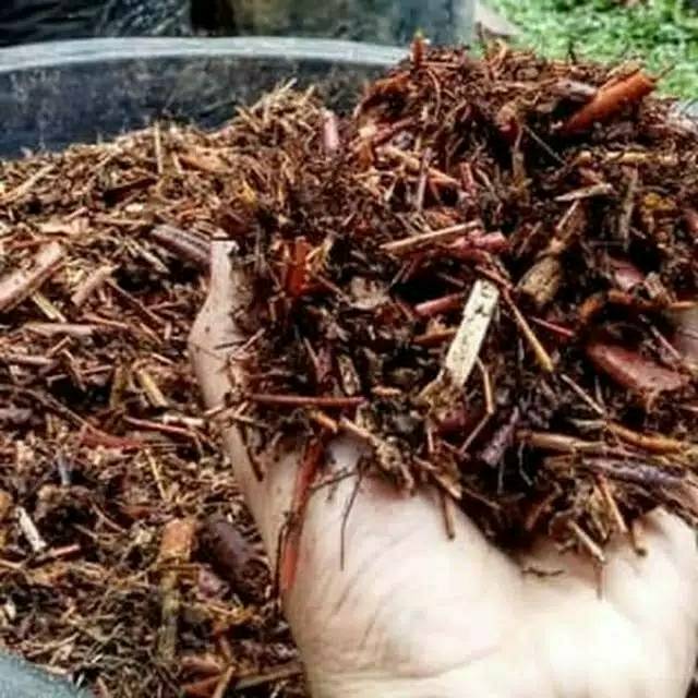 

Media tanam pot pupuk pakis andam - potongan akar pakis 250 gram