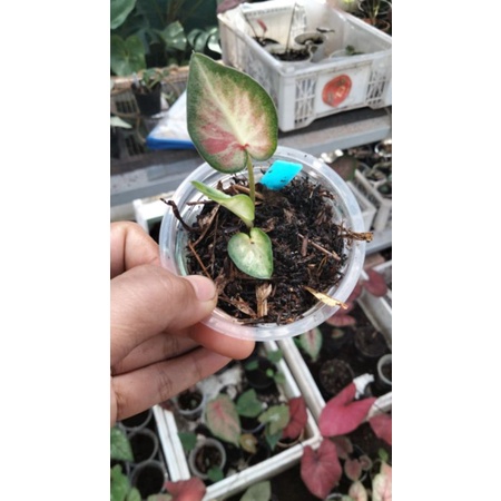 bibit caladium ROT anakan