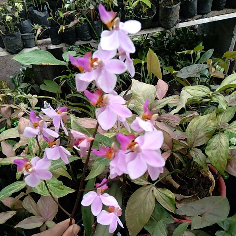 Anggrek bulan mini doritis dewasa