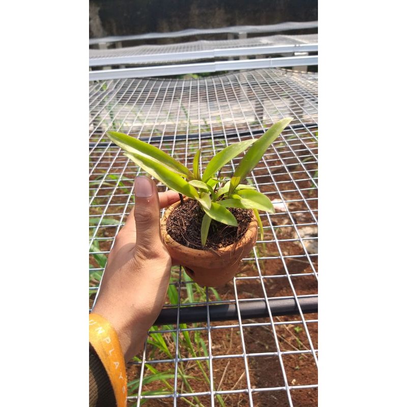 Seedling Dendrobium