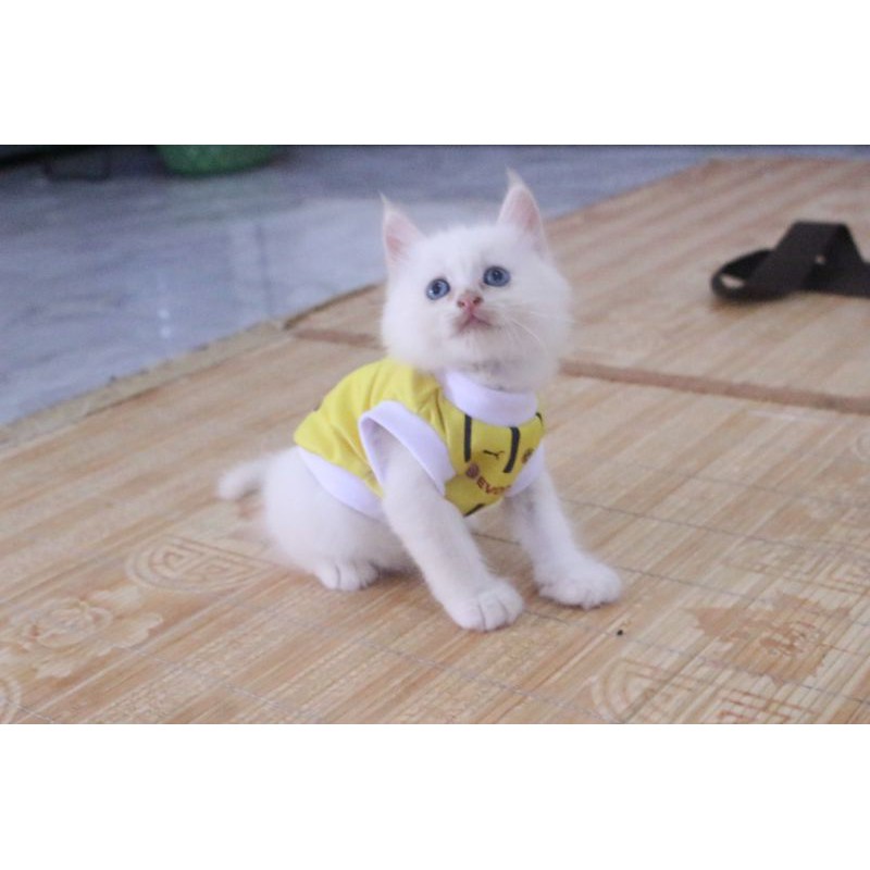 Baju jersey bola dortmond kuning untuk kucing dan anjing / baju kucing murah size S M L XL