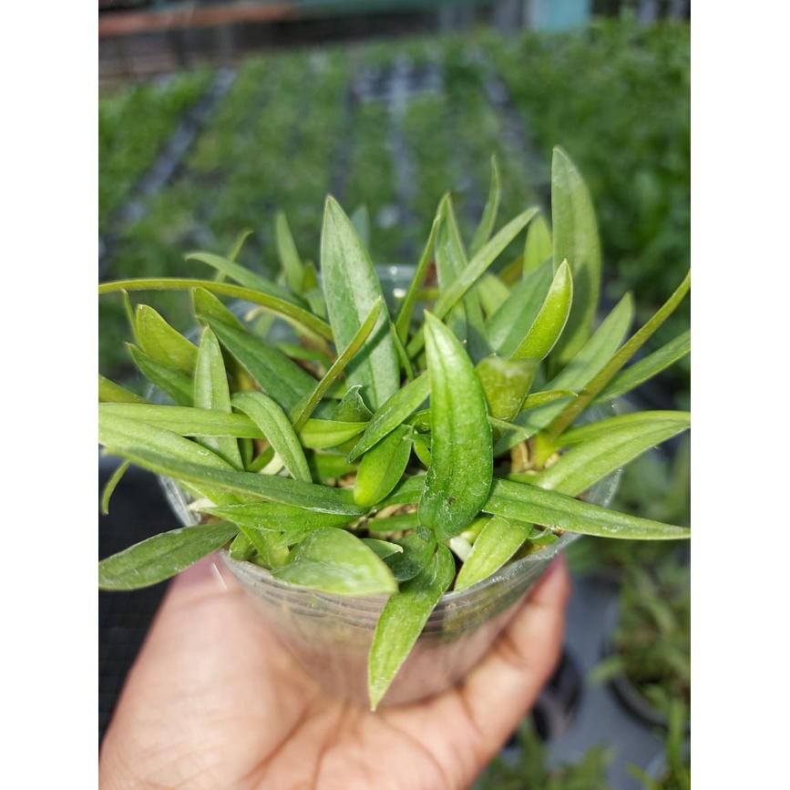 kompot Anggrek Doritis Pulcherima