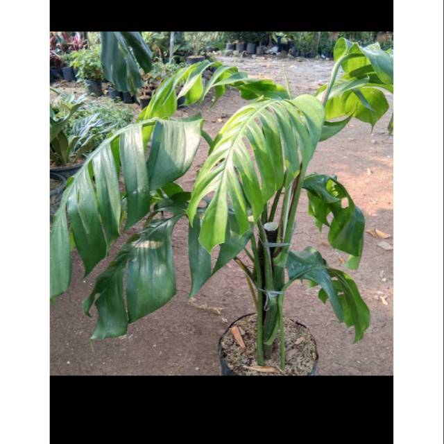 Monstera ekor naga atau monstera buntut naga