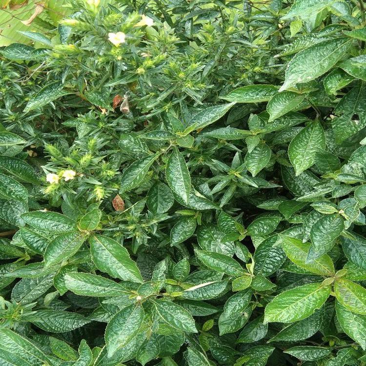 

《packingaman》 Daun keji beling segar daun pecah beling segar 500 grm
