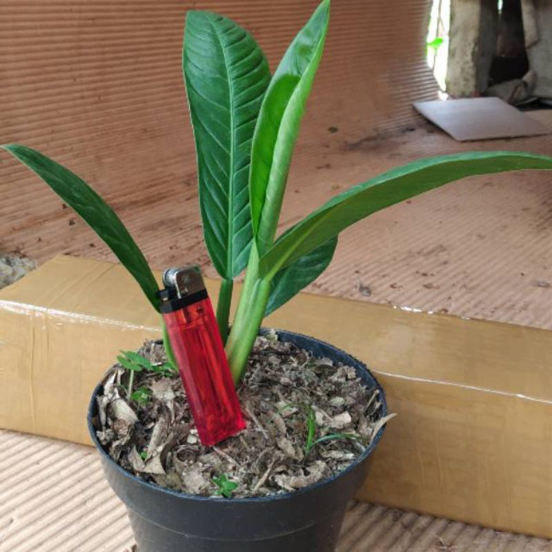 philodendron lynette